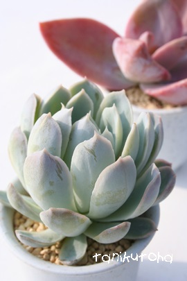 ݂ꉲOA݂ڂAGPxA-Echeveria cv 'SUMIREBOTAN'