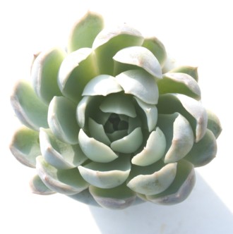 ݂ꉲOA݂ڂAGPxA-Echeveria cv 'SUMIREBOTAN'