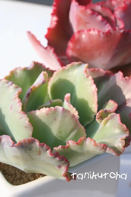 T_T[AGPxA-Echeveria cv 'STRAWBERRY HAERT'