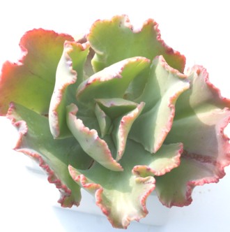 T_T[AGPxA-Echeveria cv 'Sun Dancer'