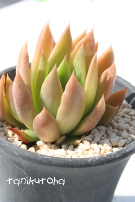 Vo[u[hAGPxA-Echeveria cv 'Silverbroad'