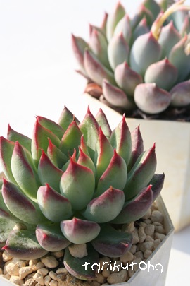 VVAAGPxA-Echeveria cv 'Cynthia'