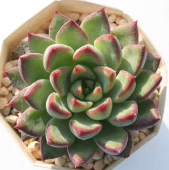 シンシア、エケベリア属-Echeveria cv 'Cynthia'