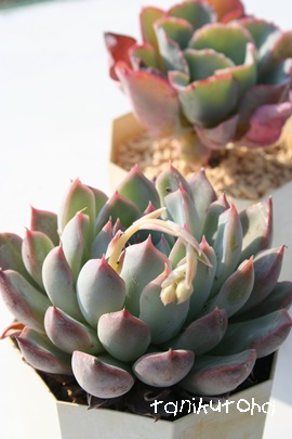  ̉؁A䂫̂͂ȁAGPxA-Echeveria cv 'SIRAYUKINOHANA'