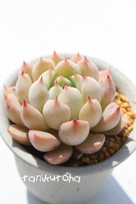 KN,ӂ̂΂AGPxA-Echeveria cv 'SITIFUKUNOBARA'