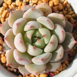 KN,ӂ̂΂AGPxA-Echeveria cv 'SITIFUKUNOBARA'