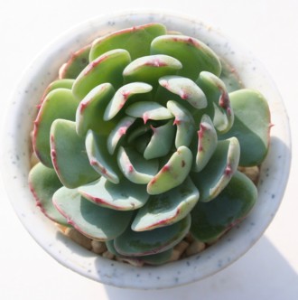 _΂,ӂ炢AZN_AGPxA-Echeveria secnda