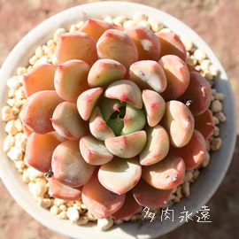 ̔u,ӂ̂AGPxA-Echeveria cv 'SITIFUKUNOSAKAZUKI'