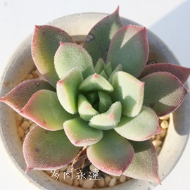 XJ[bgAGPxA-Echeveria Scarlet