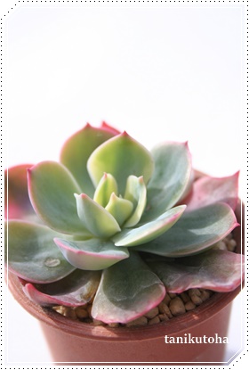 ω,ւ,ωʔ,ωgt,ωĕB₵,ω,GPxA-Echeveria SITIHENGE