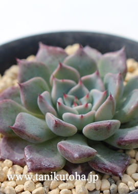 PO,Ђ߂ڂ,POʔ,POgt,POĕB₵,POt,POq,GPxA-Echeveria cv Sara-Himebotan