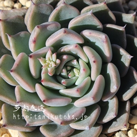 PO,Ђ߂ڂAGPxA-Echeveria cv Sara-Himebotan