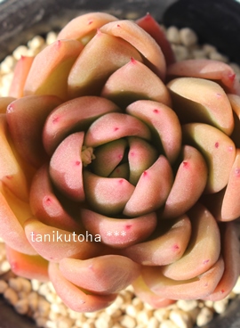 \[vR{TAGPxA-Echeveria cv sorpcorymbosa