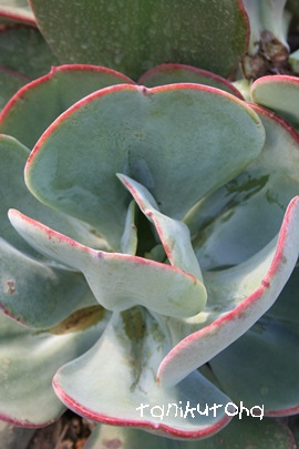 MKeAXRbgAGPxA-Echeveria cv 'Gigantea Scotto'