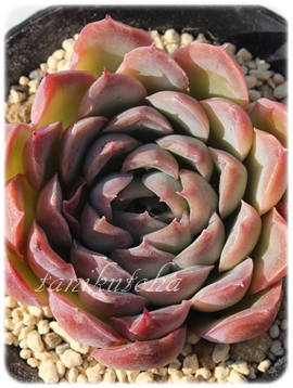 e,eʔ,egt,eĕB₵,e,GPxA-Echeveria cv SAKURAKAGE