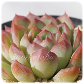 e,eʔ,egt,eĕB₵,e,GPxA-Echeveria cv SIROKAGE