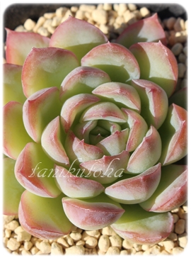 e,eʔ,egt,eĕB₵,e,GPxA-Echeveria cv SIROKAGE