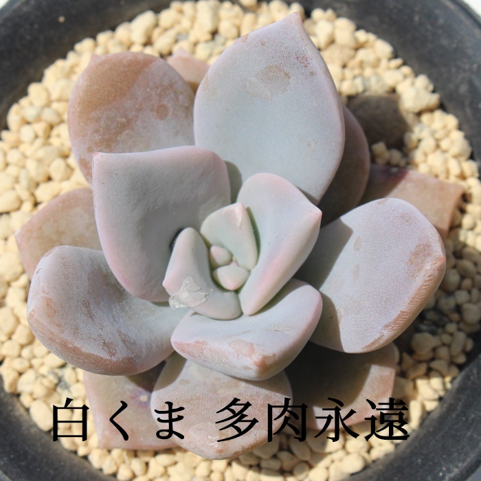 ,ܒʔ,܍gt,܈ĕB₵,܉,GPxA-Echeveria Shirokuma