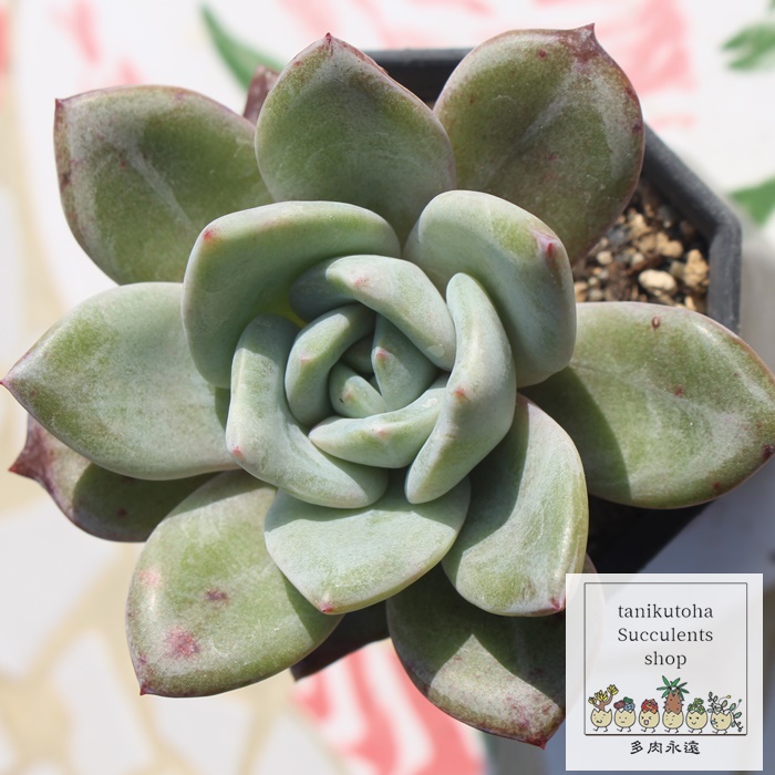 W[}Vy[,GPxAW[}Vy[ʔ,W[}Vy[̈ĕ₵,W[}Vy[gt,W[}Vy[t,W[}Vy[,Echeveria GERMAN CHAMPAGNE,i@ɂƂcuctus and succulents onlineshop from japan-TANIKUTOHA