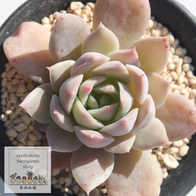 ׁ̒Â,GPxA,GPxA̍̒גʔ,GPxA̍̒׈ĕ₵-Echeveria SAKURANOSIRABE,i@ɂƂcuctus and succulents onlineshop from japan-TANIKUTOHA