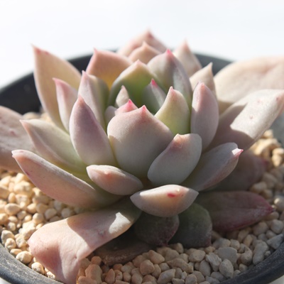 ׁ̒Â,GPxA,GPxA̍̒גʔ,GPxA̍̒׈ĕ₵-Echeveria SAKURANOSIRABE,i@ɂƂcuctus and succulents onlineshop from japan-TANIKUTOHA