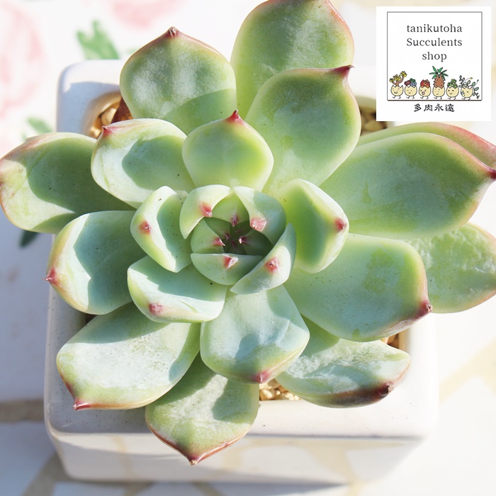 ,GPxAʔ,̈ĕ₵,gt,t,,Echeveria SUIMITSUTOU,i@ɂƂcuctus and succulents onlineshop from japan-TANIKUTOHA