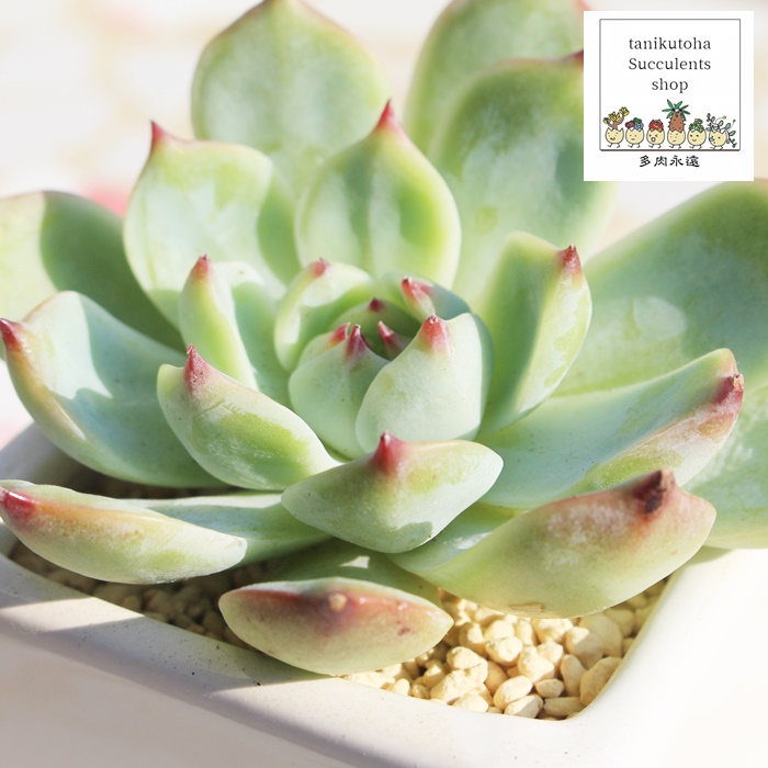 ,GPxAʔ,̈ĕ₵,gt,t,,Echeveria SUIMITSUTOU,i@ɂƂcuctus and succulents onlineshop from japan-TANIKUTOHA