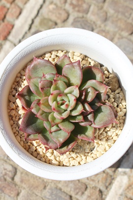 Xe,GPxAXeʔ,Xëĕ₵,Xegt,Xet,ic,cʔ,Echeveria stella,iɂƂ