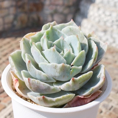 Vo[NB[,GPxAVo[NB[ђʔ,Vo[NB[т̈ĕ₵,Vo[NB[эgt,Vo[NB[їt,ic,cʔ,Echeveria silver queen variegata,iɂƂ