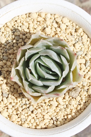 啟,GPxA啟ʔ,啟̈ĕ₵,啟gt,啟t,ic,cʔ,Echeveria joe f, variegata,iɂƂ