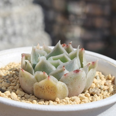 VXOAi,GPxAVXOAiʔ,VXOAïĕ₵,VXOAigt,VXOAit,ic,cʔ,Echeveria simulans Laguna,iɂƂ