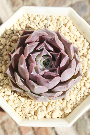 P,GPxAPʔ,P̈ĕ₵,Pgt,Pt,ic,cʔ,Echeveria silver queen variegata,iɂƂ
