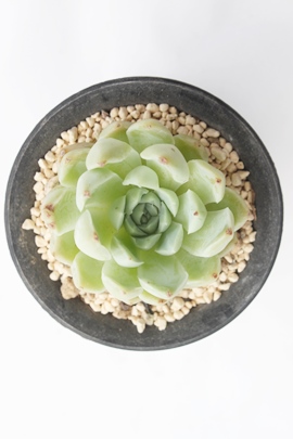 VGbg,VGbgʔ,VGbg؍c,VGbgĕ,VGbggt,VGbg₵,GPxA,Echeveria Silhouette