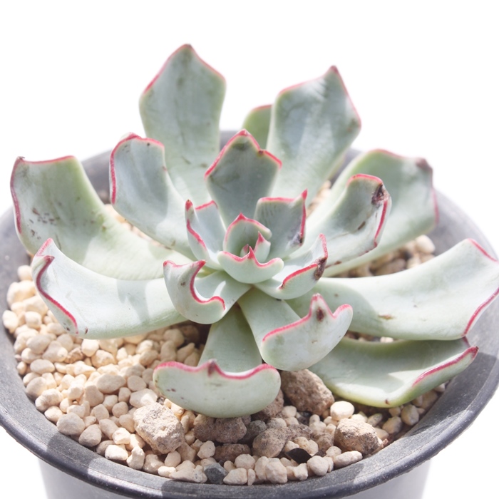 XgN`t[,XgN`t[ʔ,XgN`t[gt,XgN`t[ĕB₵,XgN`t[,GPxA-Echeveria strictiflora