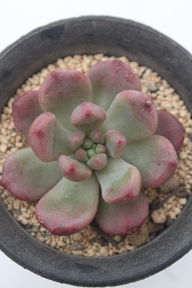 Vl,Vlʔ,Vl؍c,Vlĕ,Vlgt,Vl₵,GPxA,Echeveria Chanel