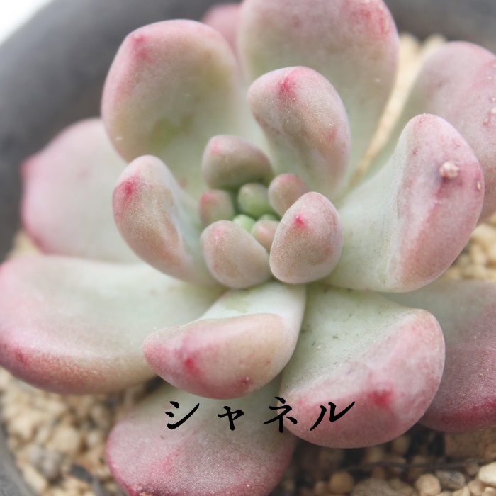 Vl,Vlʔ,Vlgt,VlĕB₵,Vl,GPxA-Echeveria Chanel