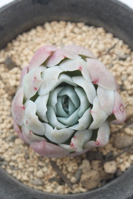 WF[x[,WF[x[ʔ,WF[x[؍c,WF[x[ĕ,WF[x[gt,WF[x[₵,GPxA,Echeveria Jerry Berry