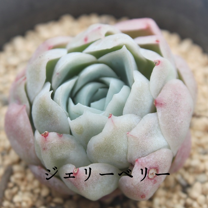 WF[x[,WF[x[ʔ,WF[x[gt,WF[x[ĕB₵,WF[x[,GPxA-Echeveria Jerry Berry