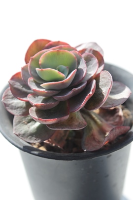 X,Xʔ,Xgt,XĕB₵,X,GPxA-Echeveria cv Stone Sherbet