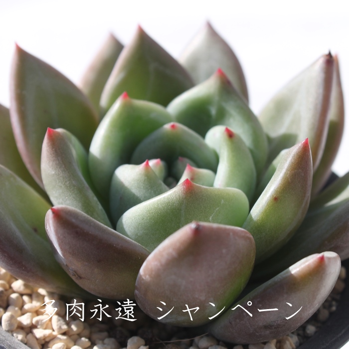 Vy[,Vy[ʔ,Vy[gt,Vy[ĕB₵,Vy[,GPxA-Echeveria cv Champagne