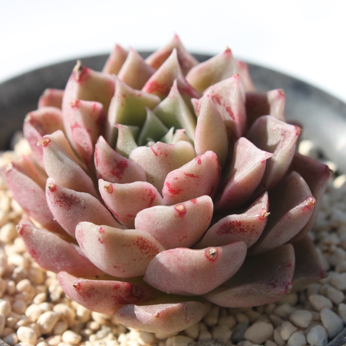 XJCLbX,XJCLbXʔ,XJCLbXgt,XJCLbXĕB₵,XJCLbX,GPxA-Echeveria SKY CASTEL