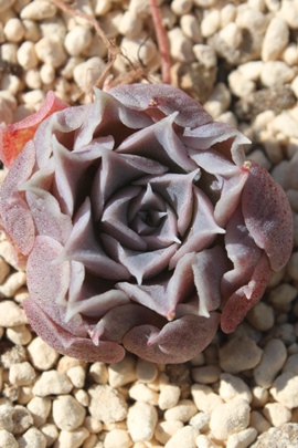 WAGPxA-Echeveria cv 'Silverbroad'