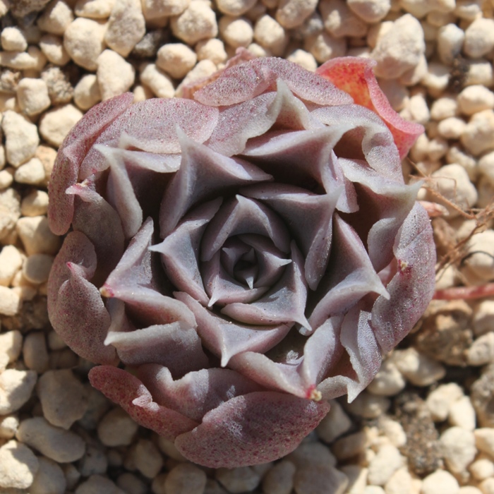 ジロ,ジロ通販,ジロ紅葉,ジロ育て方殖やし方,ジロ花,エケベリア属-Echeveria Gilo