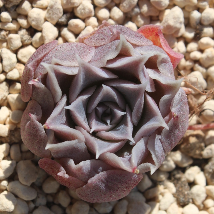 W,Wʔ,Wgt,WĕB₵,W,GPxA-Echeveria Gilo