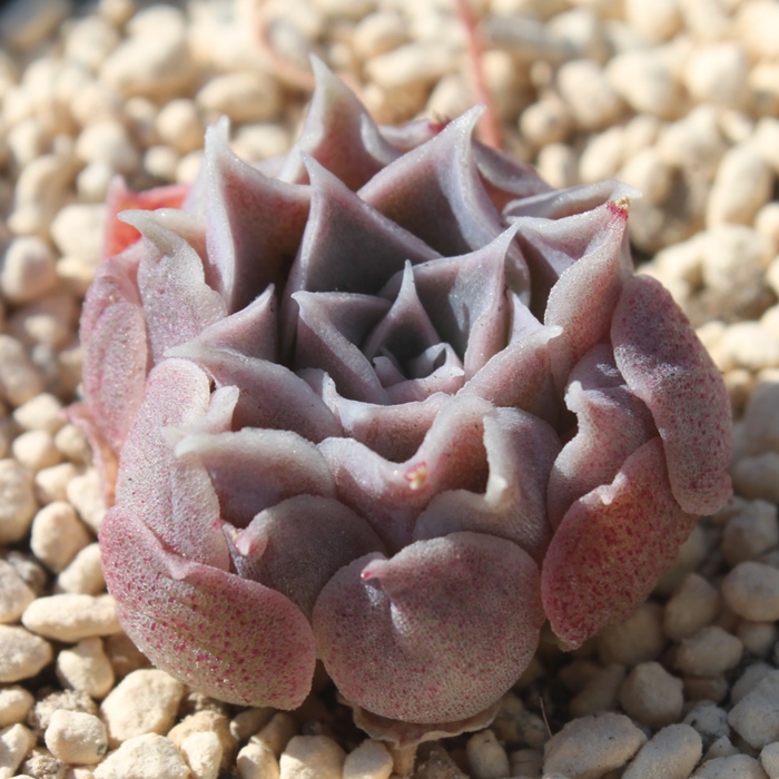 ジロ,ジロ通販,ジロ紅葉,ジロ育て方殖やし方,ジロ花,エケベリア属-Echeveria Gilo