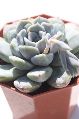 Xm[oj[AGPxA-Echeveria cv 'Silverbroad'