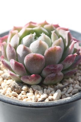 V[bg[Y,V[bg[Yʔ,V[bg[Y؍c,V[bg[Yĕ,V[bg[Ygt,V[bg[Y₵,GPxA,Echeveria cv Sharlotte Rose