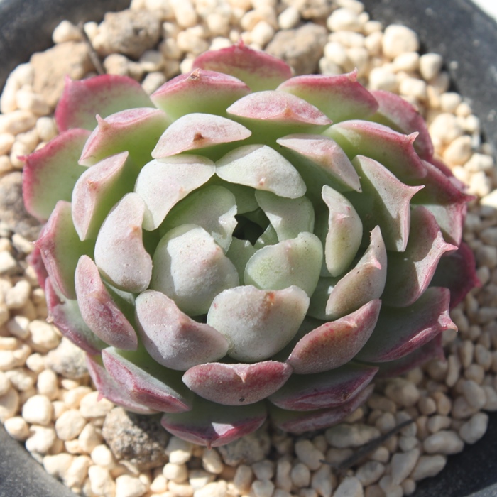 V[bg[Y,V[bg[Yʔ,V[bg[Ygt,V[bg[YĕB₵,V[bg[Y,GPxA-Echeveria Sharlotte Rose