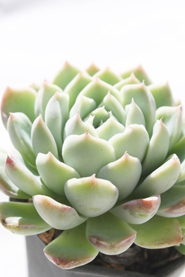 Tu,Tuʔ,Tu؍c,Tuĕ,Tugt,Tu₵,GPxA,Echeveria Silhouette