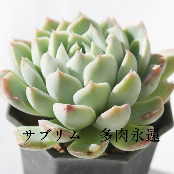 Tu,Tuʔ,Tugt,TuĕB₵,Tu,GPxA-Echeveria Sublime